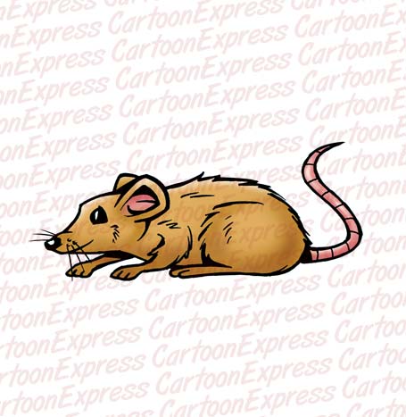 rat